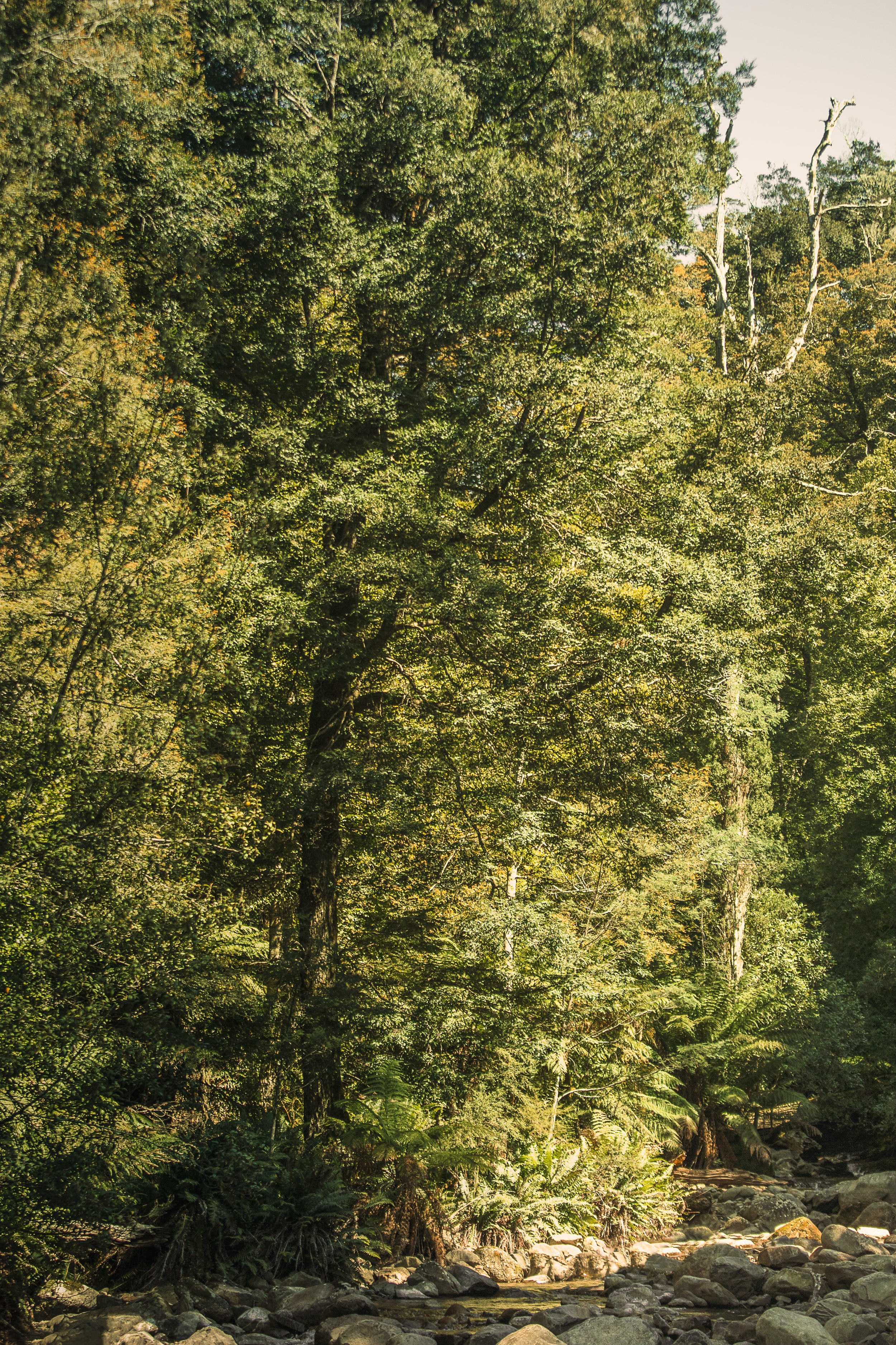 Terrain Throw Tarkine Forest - Image 5
